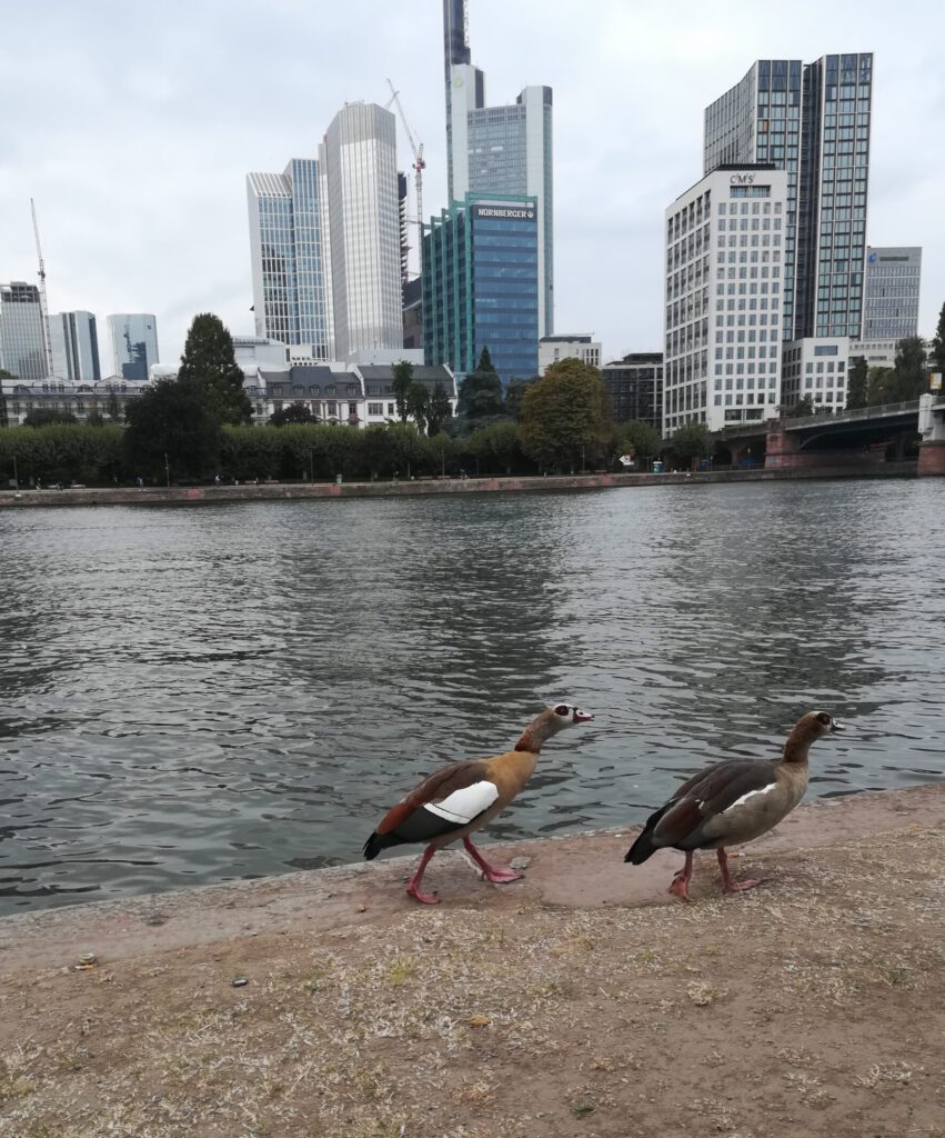 enten_akosou_maxiblunck